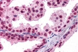 ABIN185022 (3. (FOXA2 antibody  (C-Term))