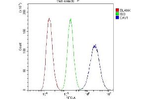 Flow Cytometry analysis of U87 cells using anti-Caveolin-1/CAV1 antibody (ABIN3043803).