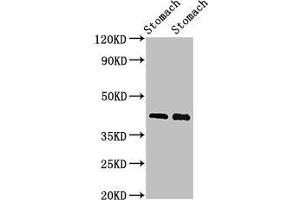 Western Blot Positive WB detected in: Rat stomach tissue, Mouse stomach tissue All lanes: POU3F1 antibody at 3 μg/mL Secondary Goat polyclonal to rabbit IgG at 1/50000 dilution Predicted band size: 46 kDa Observed band size: 46 kDa (POU3F1 antibody  (AA 59-257))