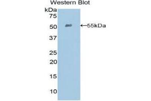Western Blotting (WB) image for anti-Ephrin A4 (EFNA4) (AA 1-204) antibody (ABIN3204159) (EFNA4 antibody  (AA 1-204))