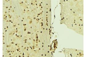 ABIN6276474 at 1/100 staining Mouse brain tissue by IHC-P. (MCM3 antibody  (N-Term))