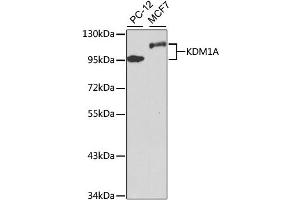 Western blot analysis of extracts of various cell lines, using KDM1A antibody. (LSD1 antibody)