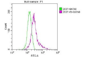 Overlay histogram showing untransfected HEK293F cells (green line) or transfected HEK293F cells (red line) stained with ABIN7131636. (V5 Epitope Tag antibody)