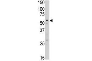 Image no. 1 for anti-Sialic Acid Binding Ig-Like Lectin 7 (SIGLEC7) (C-Term) antibody (ABIN357160)