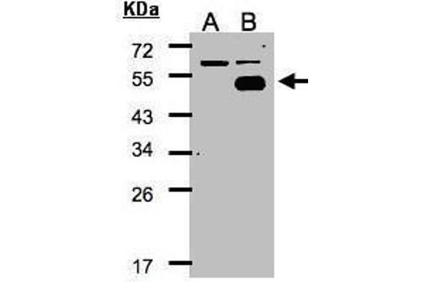 NR2F1 Antikörper  (N-Term)