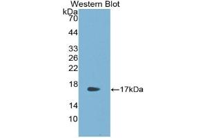 Detection of Recombinant RSPO1, Human using Polyclonal Antibody to R-Spondin 1 (RSPO1) (RSPO1 antibody  (AA 21-135))