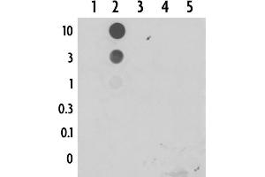 anti-5-Formylcytosine antibody