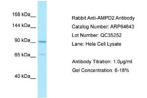 Western Blotting (WB) image for anti-Adenosine Monophosphate Deaminase 2 (AMPD2) (N-Term) antibody (ABIN970103) (AMPD2 antibody  (N-Term))