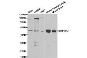Western Blotting (WB) image for anti-Cytochrome P450, Family 11, Subfamily A, Polypeptide 1 (CYP11A1) antibody (ABIN1872152) (CYP11A1 antibody)