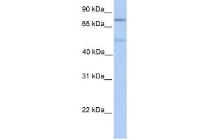 WB Suggested Anti-SP1 Antibody Titration:  0. (SP1 antibody  (Middle Region))