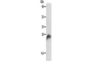 Western Blotting (WB) image for anti-Cytochrome C Oxidase Subunit VIIb (COX7B) antibody (ABIN2427629) (COX7B antibody)