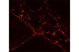 Indirect immunostaining of cultured hippocampus neurons (dilution 1 : 200). (SV2A antibody  (AA 2-17))