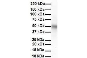 WB Suggested Anti-TRIM10 antibody Titration: 1 ug/mL Sample Type: Human heart (TRIM10 antibody  (N-Term))