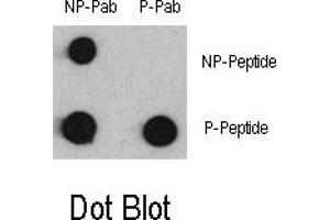 Image no. 1 for anti-Myocyte Enhancer Factor 2C (MEF2C) (pSer387) antibody (ABIN358336) (MEF2C antibody  (pSer387))