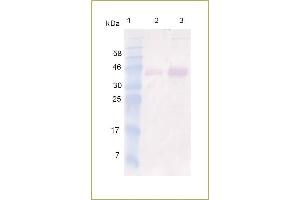 Western Blot analysis of recombinant IL12p40. (IL12B Protein (AA 23-328) (His tag))