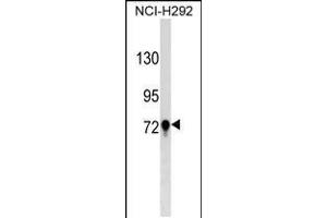 Western blot analysis in NCI-H292 cell line lysates (35ug/lane). (TGM3 antibody  (C-Term))