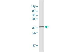 Western Blot detection against Immunogen (33. (IL-27 antibody  (AA 177-243))