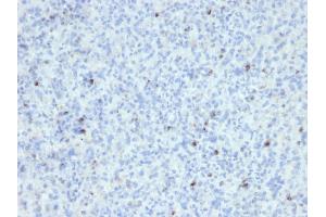 Formalin-fixed, paraffin-embedded human Spleen stained with Perforin Mouse Monoclonal Antibody (SPM434).