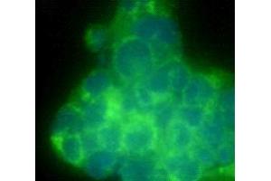Immunocytochemistry (ICC) image for anti-CD90 (THY1) antibody (ABIN1854986) (CD90 antibody)