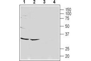 Western blot analysis of rat (lanes 1 and 3) and mouse (lanes 2 and 4) brain lysates: - 1,2.