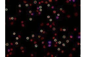 Immunofluorescence (IF) image for anti-CD4 (CD4) antibody (Alexa Fluor 594) (ABIN2656831) (CD4 antibody  (Alexa Fluor 594))