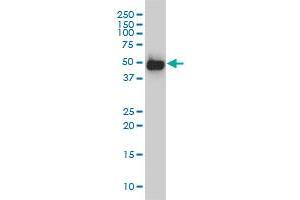 SMU1 monoclonal antibody (M01), clone 2B12-2F2 Western Blot analysis of SMU1 expression in Hela S3 NE . (SMU1 antibody  (AA 1-513))