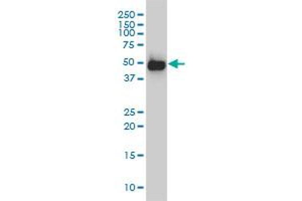 SMU1 antibody  (AA 1-513)
