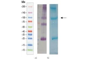 a) Western blot of purified RBD-Rabbit. (SARS-CoV-2 Spike Protein (RBD) (rFc Tag))