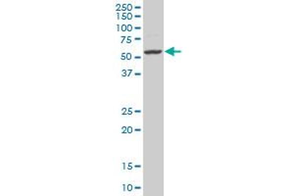 EGR1 antibody  (AA 444-543)