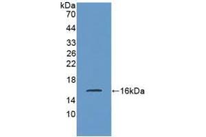 Western blot analysis of recombinant Rat SST. (Somatostatin antibody  (AA 27-116))