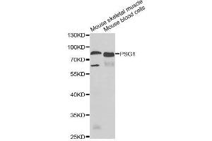 Western blot analysis of extracts of various cell lines, using PSG1 antibody. (PSG1 antibody  (AA 180-419))