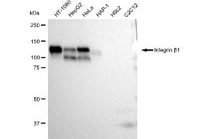 Western blotting analysis using Integrin beta 1 antibody (ABIN7799066).