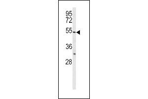 BPI antibody  (AA 293-324)