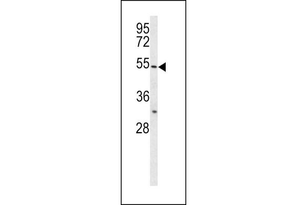 BPI antibody  (AA 293-324)