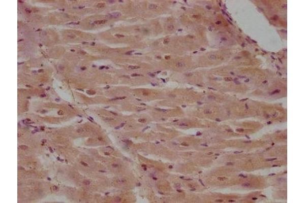 CARD18 antibody  (AA 1-90)