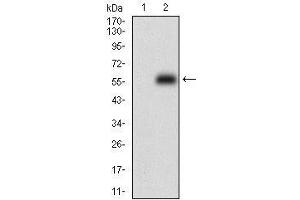 Western blot analysis using PPP1R1B mAb against HEK293 (1) and PPP1R1B (AA: 95-204)-hIgGFc transfected HEK293 (2) cell lysate.