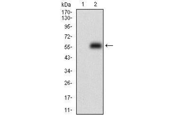 DARPP32 抗体  (AA 95-204)