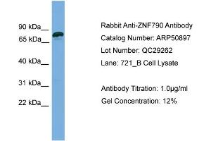 WB Suggested Anti-ZNF790  Antibody Titration: 0. (ZNF790 antibody  (N-Term))