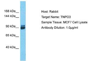 Host: Rabbit Target Name: TNPO3 Sample Tissue: Human MCF7 Whole Cell Antibody Dilution: 1ug/ml (Transportin 3 antibody  (C-Term))