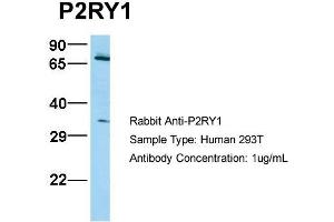 Host: Rabbit   Target Name: P2RY1   Sample Tissue: 293T  Antibody Dilution: 1. (P2RY1 antibody  (N-Term))