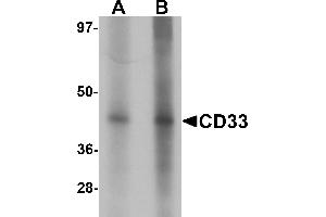 Western blot analysis of CD33 in 3T3 cell lysate with CD33 antibody at (A) 1 and (B) 2 µg/mL. (CD33 antibody  (Middle Region))