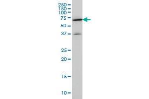 REPS2 monoclonal antibody (M01A), clone 4C2 Western Blot analysis of REPS2 expression in NIH/3T3 . (REPS2 antibody  (AA 66-165))