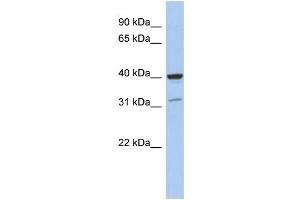 WB Suggested Anti-THPO Antibody Titration: 0. (Thrombopoietin antibody  (Middle Region))