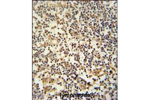 MAML3 Antibody immunohistochemistry analysis in formalin fixed and paraffin embedded human lymphnode followed by peroxidase conjugation of the secondary antibody and DAB staining. (MAML3 antibody  (C-Term))
