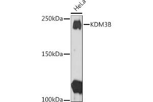 Western blot analysis of extracts of HeLa cells, using KDM3B Rabbit pAb (ABIN1680577, ABIN3015976, ABIN3015977 and ABIN6219483) at 1:1000 dilution. (KDM3B antibody  (AA 1059-1283))
