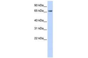 Image no. 1 for anti-Discs, Large Homolog 3 (DLG3) (AA 108-157) antibody (ABIN6740838) (DLG3 antibody  (AA 108-157))