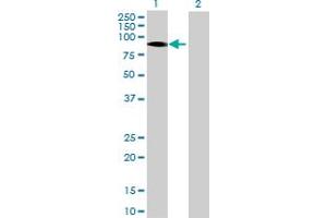 Lane 1: ITPKB transfected lysate ( 70.