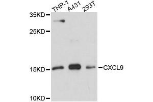 Western blot analysis of extracts of various cell lines, using CXCL9 antibody (ABIN6291934) at 1:3000 dilution.