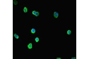 Immunofluorescent analysis of HepG2 cells using ABIN7172606 at dilution of 1:100 and Alexa Fluor 488-congugated AffiniPure Goat Anti-Rabbit IgG(H+L) (SOX14 antibody  (AA 1-137))