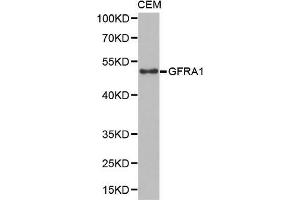 Western Blotting (WB) image for anti-GDNF Family Receptor alpha 1 (GFRA1) (AA 25-280) antibody (ABIN6219934)
